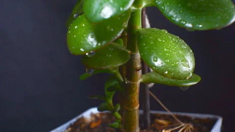Leaves of a green plant are covered with water drops. Video stock 101479218