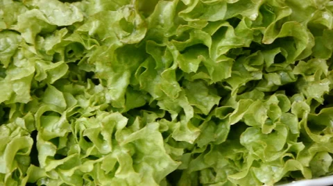 Leaves Of Green Salad Stock Footage 66099361