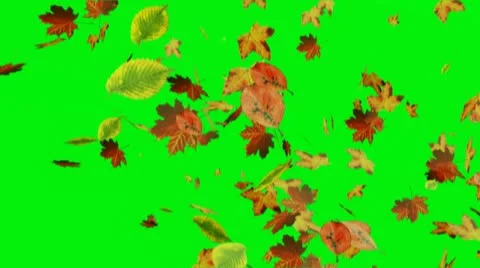 Leaves on green screen Stock-Footage 12687472