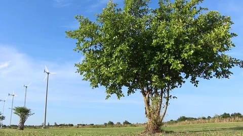 Leaves green tree Swaying in the Wind in the Park at Wind turbines background Stock Footage 73728131