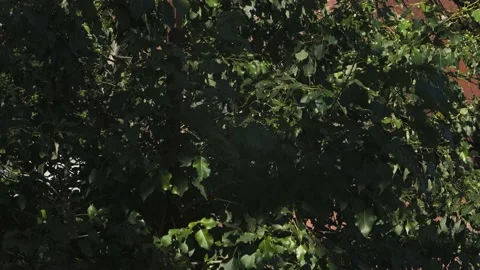 Leaves of green trees deep in the forest on a sunny day Stock Footage 156680802