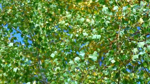 Leaves green on wind Stock Footage