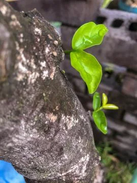 Leaves grew on tree Stock Photos