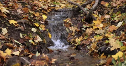 Leaves on Ground and in Stream in Fall Stock Footage 218317661