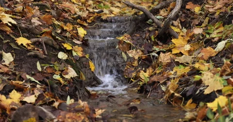 Leaves on Ground and in Stream in Fall Stock Footage 218346845