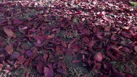Leaves on the ground in autumn 스톡 동영상 220614534