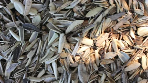 Leaves on the ground in autumn Stock Footage 232226829