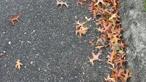 Leaves on the ground in autumn Stock Footage 234593555