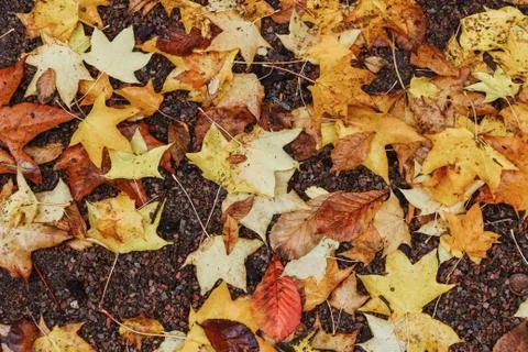 Leaves on the ground background Stock Photos