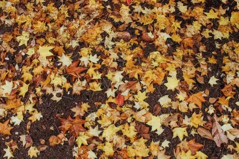 Leaves on the ground background Stock Photos