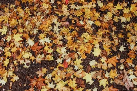 Leaves on the ground background Foto stock