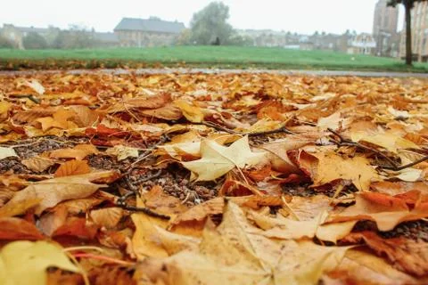 Leaves on the ground background Stock Photos