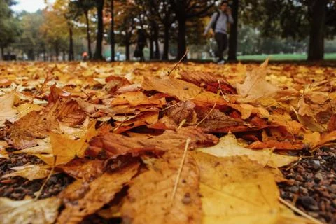 Leaves on the ground background Foto stock