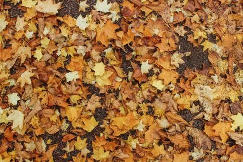 Leaves on the ground background Stock Photos