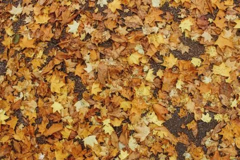 Leaves on the ground background Stock Photos