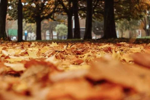 Leaves on the ground background Stock Photos