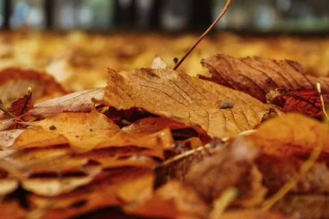 Leaves on the ground background Stock Photos