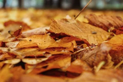 Leaves on the ground background Foto stock