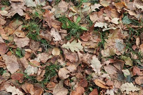 Leaves on the ground background Stock Photos