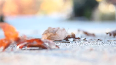 Leaves on Ground Blowing in the Breeze Stock Footage 236812031