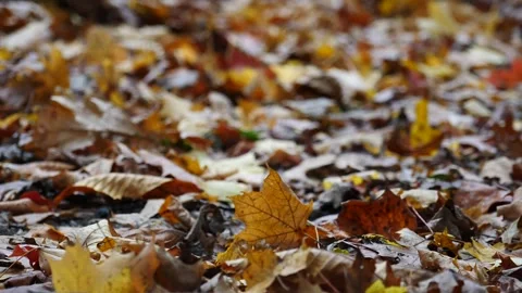 Leaves on ground blowing in the wind slow motion Stock Footage 171153270