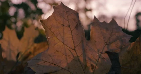 Leaves on Ground in Fall 스톡 동영상 218316308