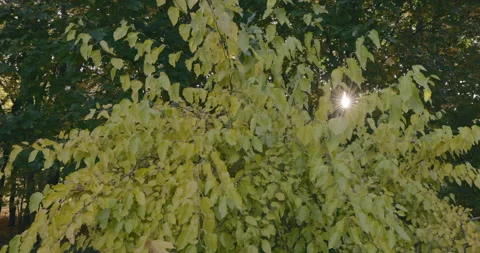 Leaves on Ground in Fall 스톡 동영상 218316445