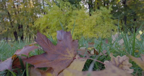 Leaves on Ground in Fall 스톡 동영상 218316608