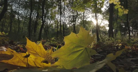 Leaves on Ground in Fall 스톡 동영상 218316866