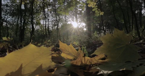 Leaves on Ground in Fall 스톡 동영상 218316960