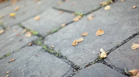 Leaves on the ground Stock Footage 10911812