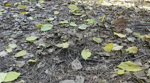 Leaves on the ground Video stock 20523685