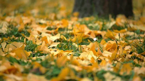 Leaves on the Ground Stock Footage 36051842
