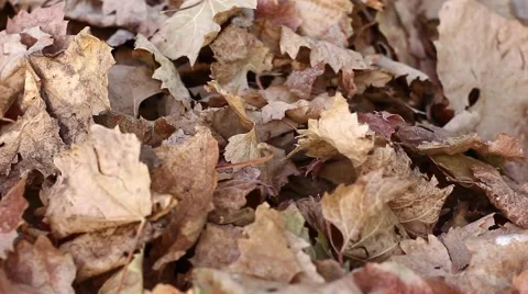 Leaves on the ground Stock Footage 44023676