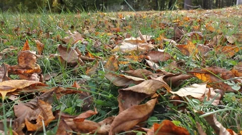 Leaves on the ground Stock Footage 44446636
