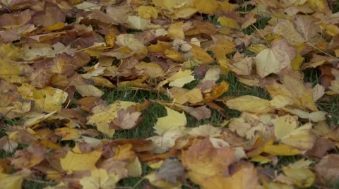 Leaves in the ground Stock Footage 67444400