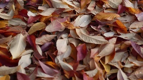 Leaves on the ground Stock Footage 81526021