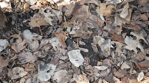 Leaves On The Ground Stock Footage 122486564