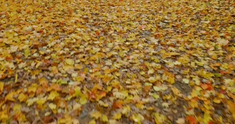 Leaves on the ground Stock Footage 220379881