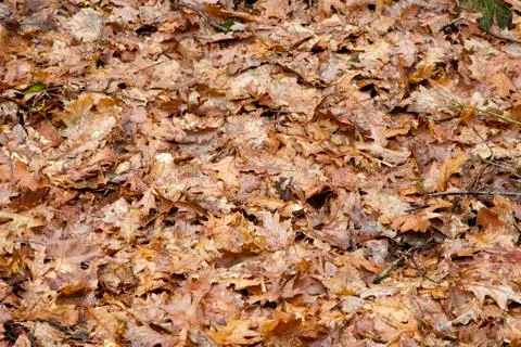 Leaves on ground in forest Stock Photos