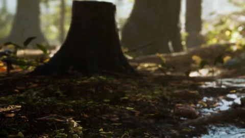 Leaves on the ground near tree trunk in a forest during daylight Stock Footage 341790716
