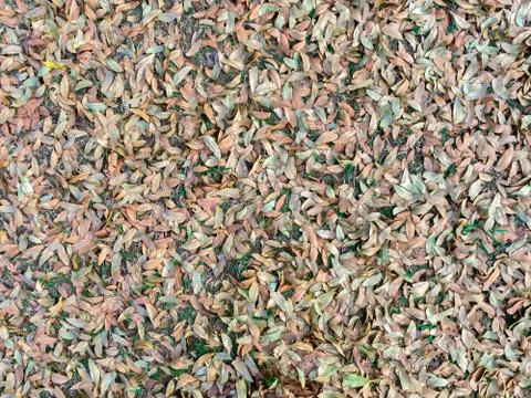 Leaves on ground pattern background Stock Photos