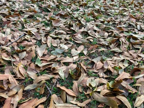 Leaves on ground pattern background Stock Photos