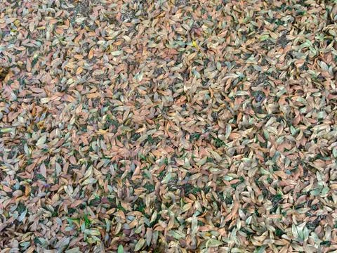 Leaves on ground pattern background Stock Photos