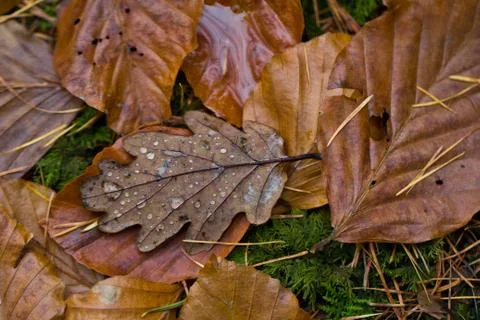 Leaves on the ground Stock Photos