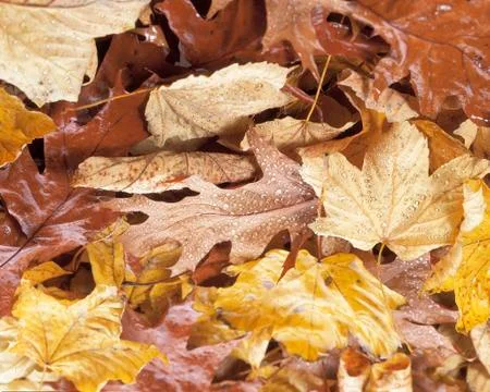Leaves on the ground Foto stock