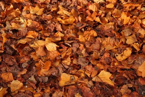 Leaves on ground Stock Photos