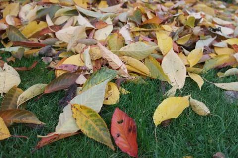 Leaves on the ground Foto stock