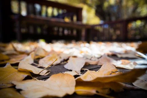 LEAVES ON GROUND Stock Photos