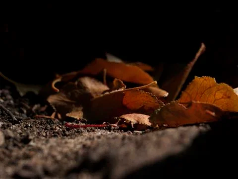 Leaves on the ground 写真素材